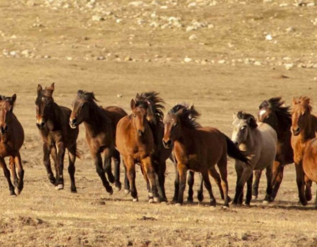 ORMANA ALTINBEŞİK MAĞRASI